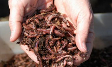 El vermicompostaje: una solución orgánica para tu vida