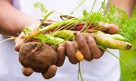 La hora del autocultivo